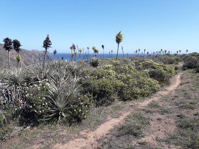 Puya chilensis, photographed by David Gutiérrez