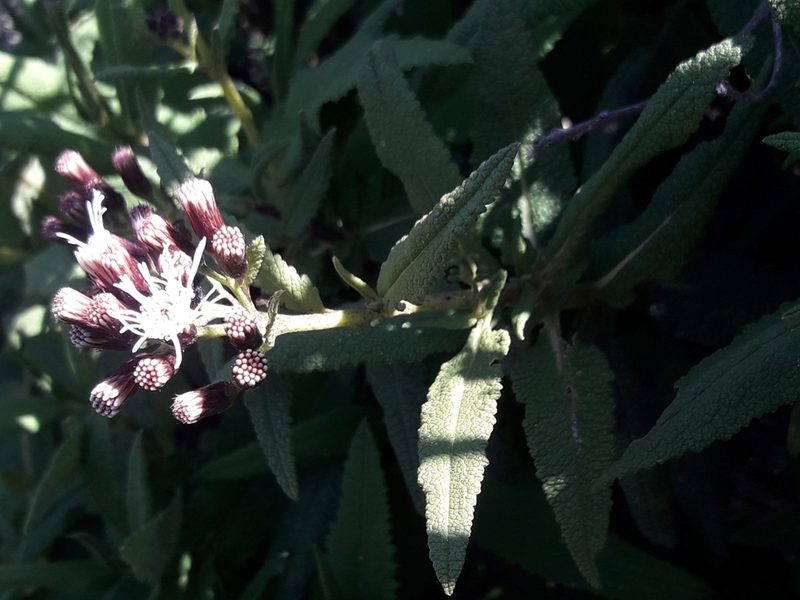 Aristeguietia salvia, photographed by David Gutiérrez