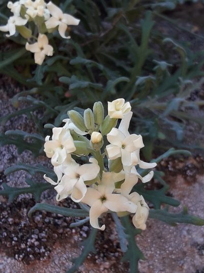 Mathewsia foliosa, photographed by David Gutiérrez