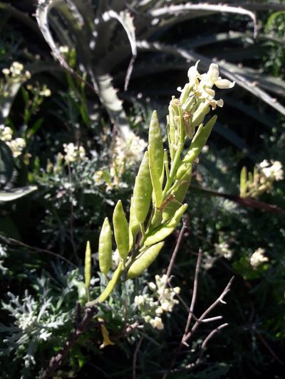 Mathewsia foliosa, photographed by David Gutiérrez