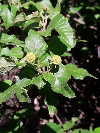 Podanthus ovatifolius, photographed by David Gutiérrez