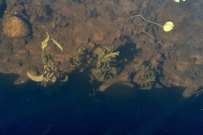 Potamogeton amplifolius, photographed by Quinten Wiegersma