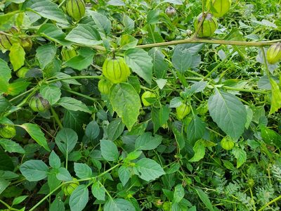 Physalis philadelphica, photographed by Angi Gray-Gregoire