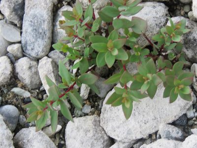 Epilobium latifolium, photographed by Erin Springinotic