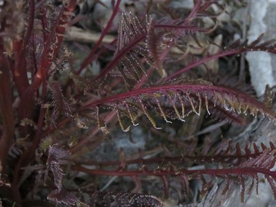 Pedicularis groenlandica, photographed by Erin Springinotic
