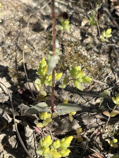 Nemesia versicolor, photographed by Matt Berger
