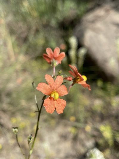 Nemesia versicolor, photographed by Matt Berger