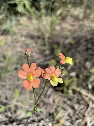 Nemesia versicolor, photographed by Matt Berger