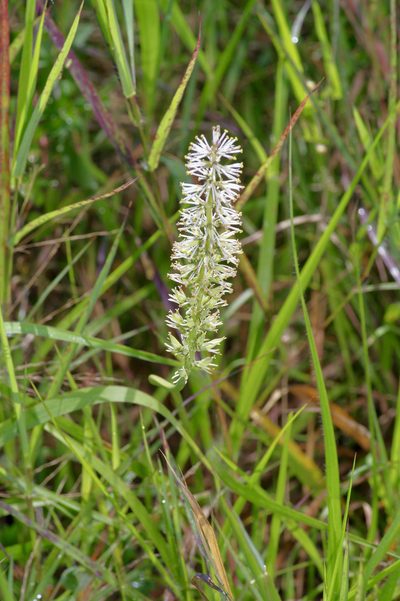 Schoenocaulon ghiesbreghtii, photographed by Michelle W. （鍾偉瑋）