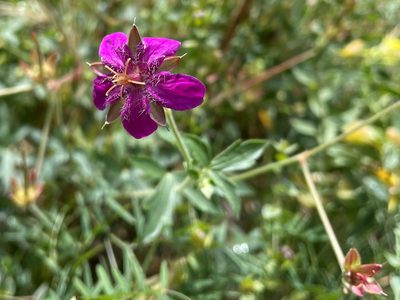 Geranium caespitosum, photographed by lejones417