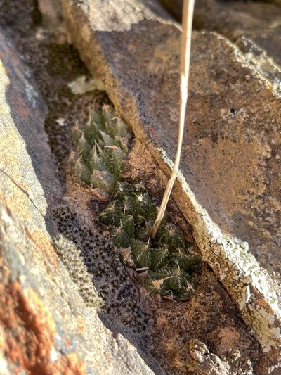 Haworthia mucronata, photographed by Matt Berger