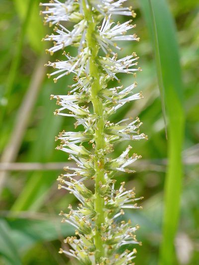Schoenocaulon ghiesbreghtii, photographed by Michelle W. （鍾偉瑋）