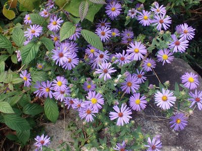 Symphyotrichum oblongifolium, photographed by Cole Shoemaker