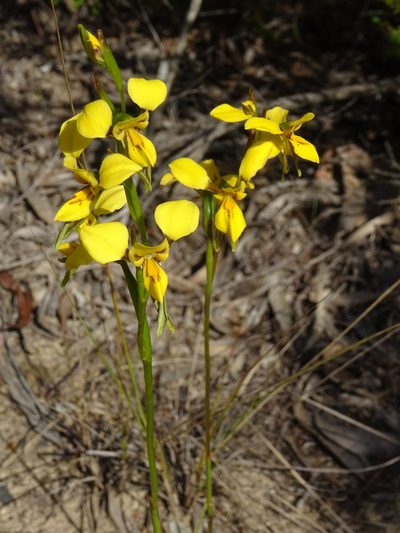 Diuris aurea, photographed by Gary Williams