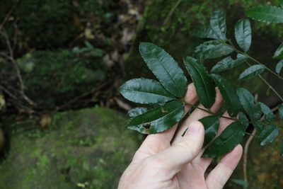 Zanthoxylum brachyacanthum, photographed by Greg Tasney