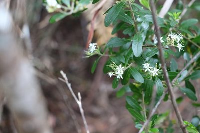 Leionema beckleri, photographed by Greg Tasney