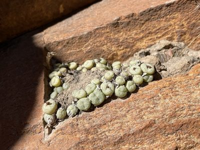 Conophytum truncatum, photographed by Matt Berger