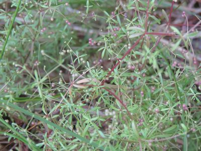 Galium trifidum, photographed by Erin Springinotic