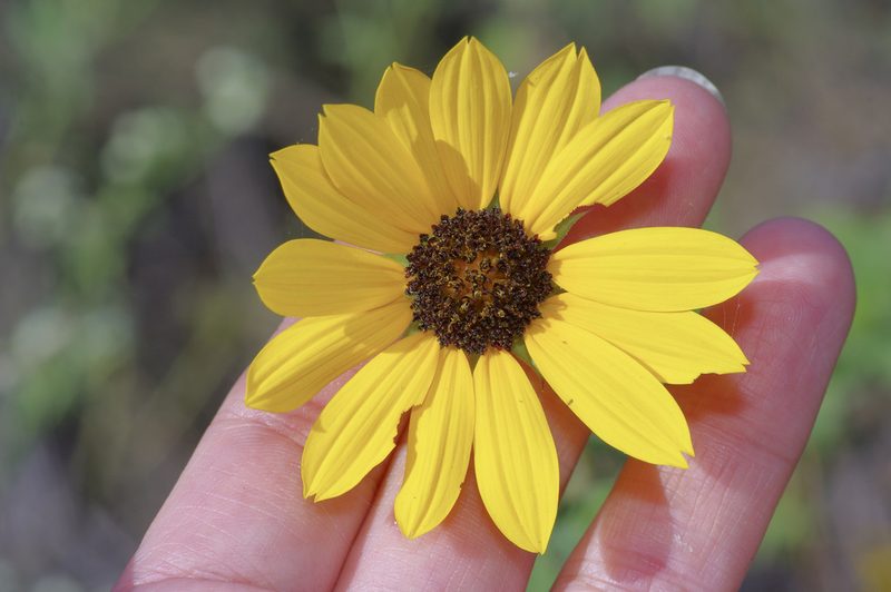 Helianthus praecox, photographed by Michelle W. （鍾偉瑋）