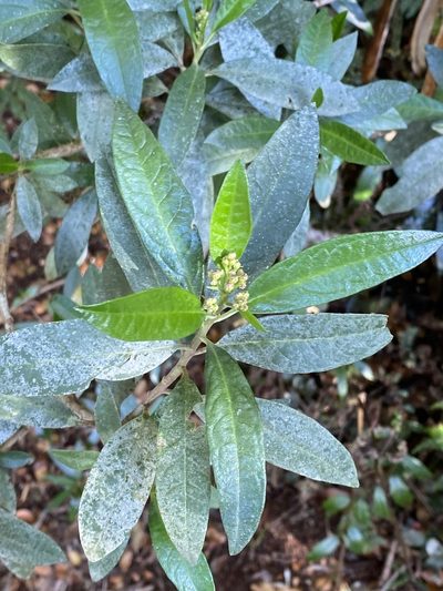 Olearia elliptica, photographed by Greg Tasney