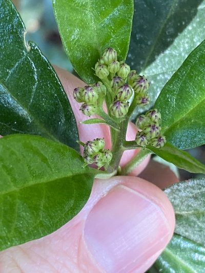 Olearia elliptica, photographed by Greg Tasney