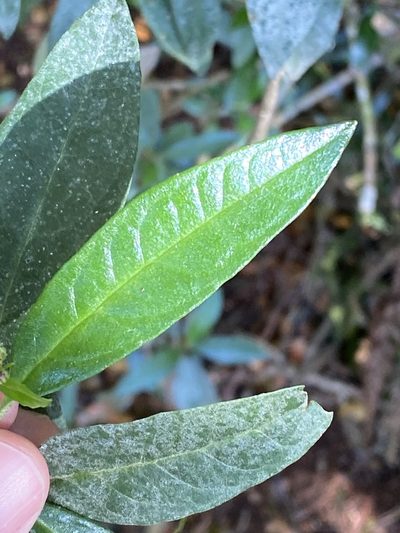 Olearia elliptica, photographed by Greg Tasney