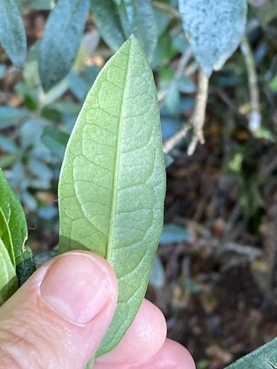 Olearia elliptica, photographed by Greg Tasney