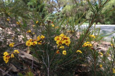 Dillwynia glaberrima, photographed by Cowirrie