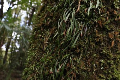 Haplopteris ensiformis