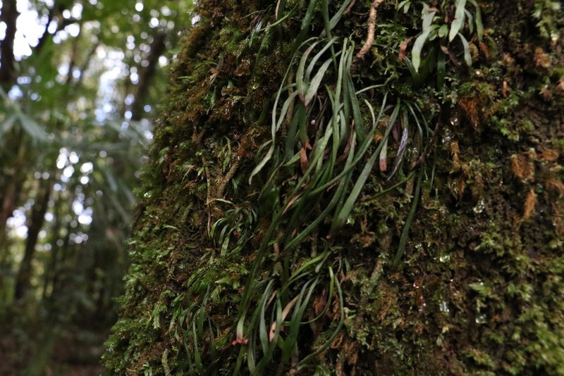 Haplopteris ensiformis, photographed by Greg Tasney