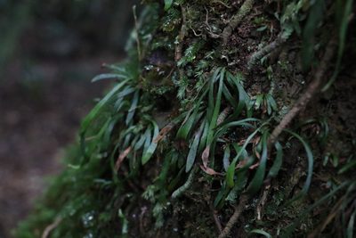 Haplopteris ensiformis, photographed by Greg Tasney