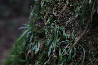 Haplopteris ensiformis, photographed by Greg Tasney