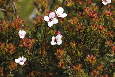 Adenandra villosa, photographed by Tony Rebelo
