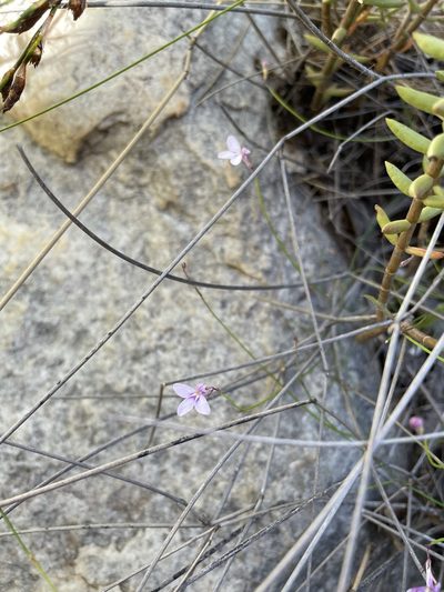Lobelia patula, photographed by Matt Berger