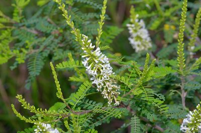 Eysenhardtia texana, photographed by Michelle W. （鍾偉瑋）