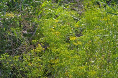 Gymnosperma glutinosum, photographed by Michelle W. （鍾偉瑋）