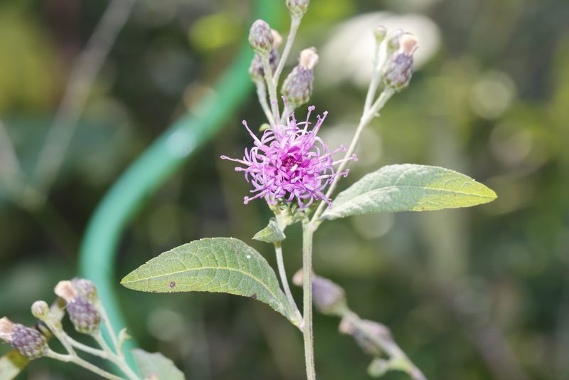 Vernonia missurica, photographed by Rich Sommer