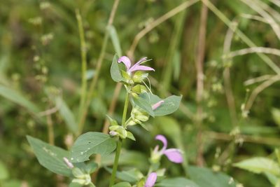Dicliptera brachiata, photographed by Rich Sommer