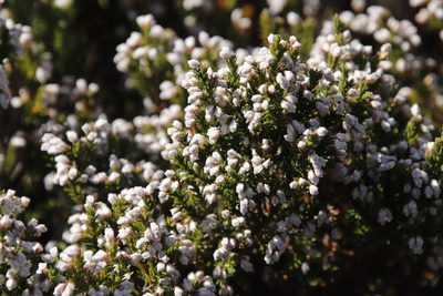 Erica diosmifolia, photographed by Tony Rebelo