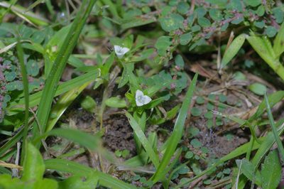 Hexasepalum teres, photographed by Michelle W. （鍾偉瑋）