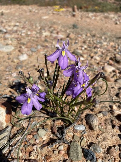 Moraea bipartita, photographed by Matt Berger