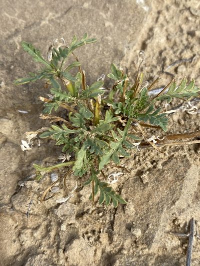 Lepidium montanum, photographed by Elliott Gordon
