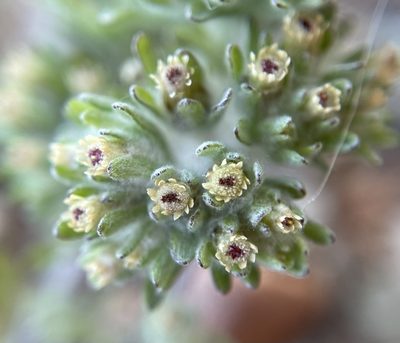 Lasiopogon glomerulatus, photographed by Matt Berger