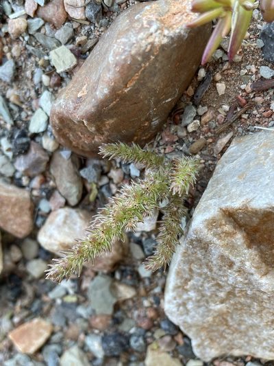 Crassula campestris, photographed by Matt Berger