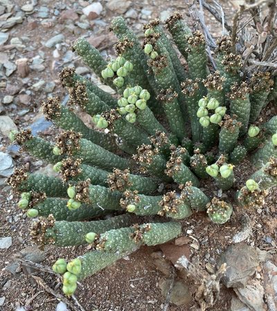 Euphorbia colliculina, photographed by Matt Berger