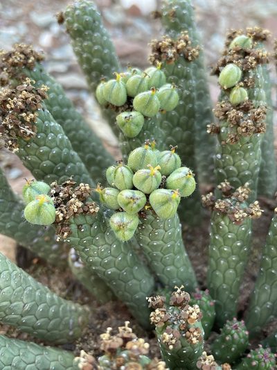 Euphorbia colliculina, photographed by Matt Berger