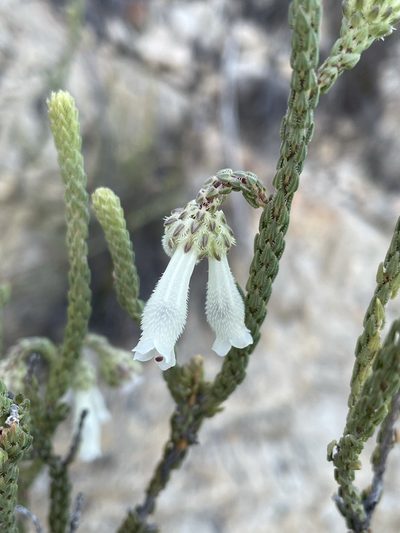 Erica pectinifolia, photographed by Matt Berger