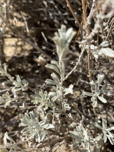 Artemisia bigelovii, photographed by Elliott Gordon