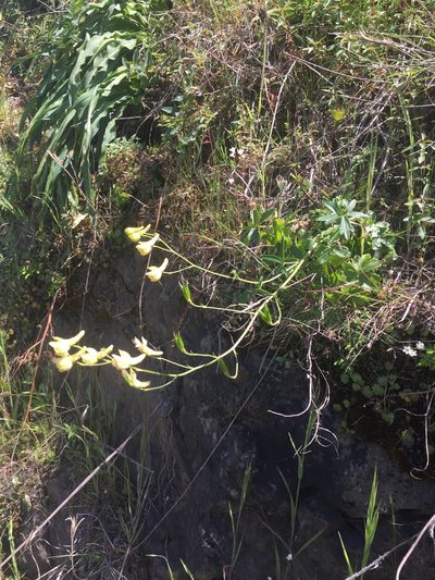 Delphinium luteum, photographed by Scott Loarie