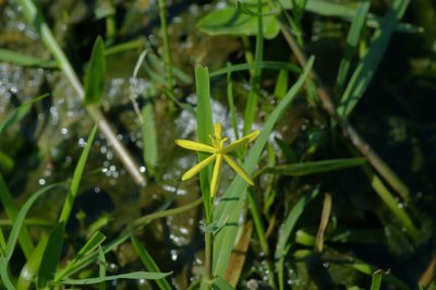 Heteranthera dubia, photographed by Michelle W. （鍾偉瑋）